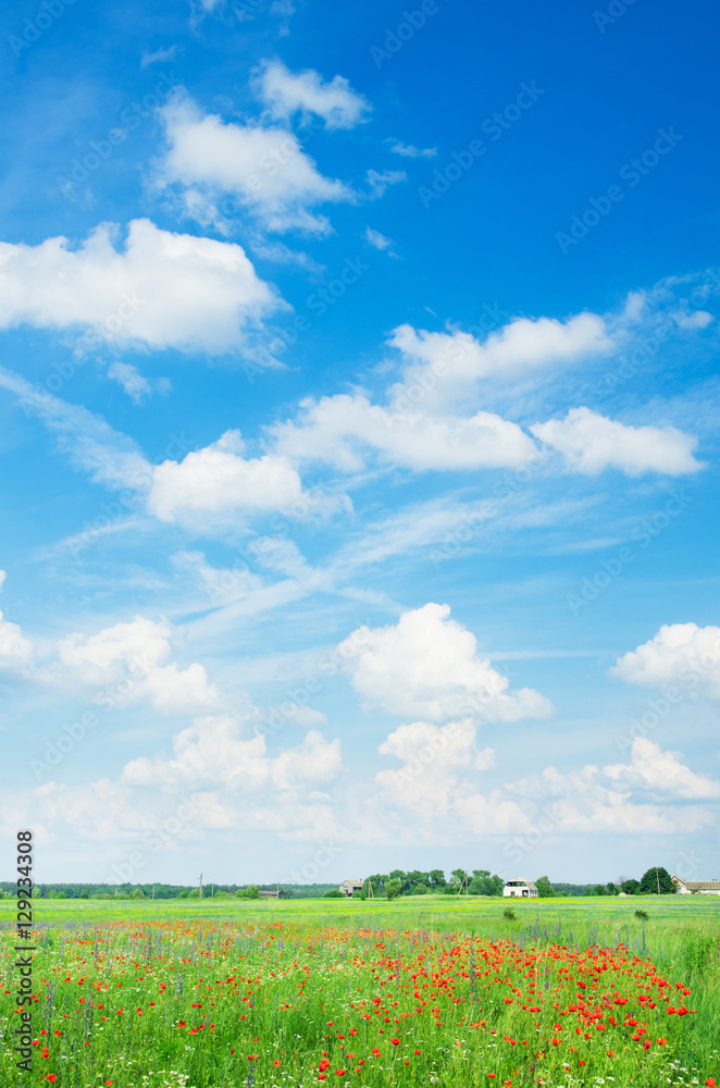 Field of bright red corn poppy flowers in summer