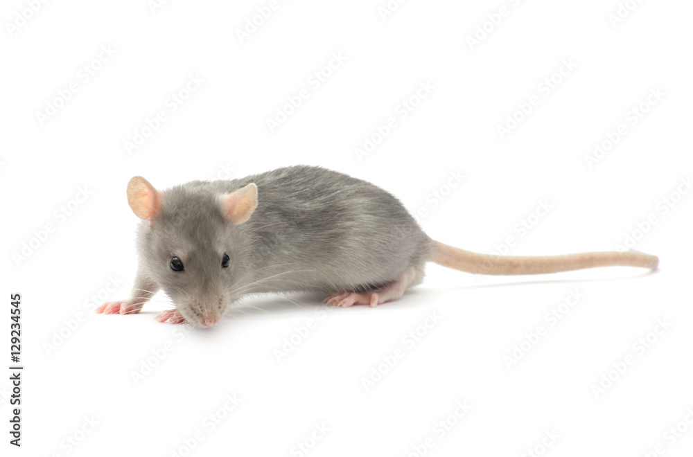 rat isolated on white