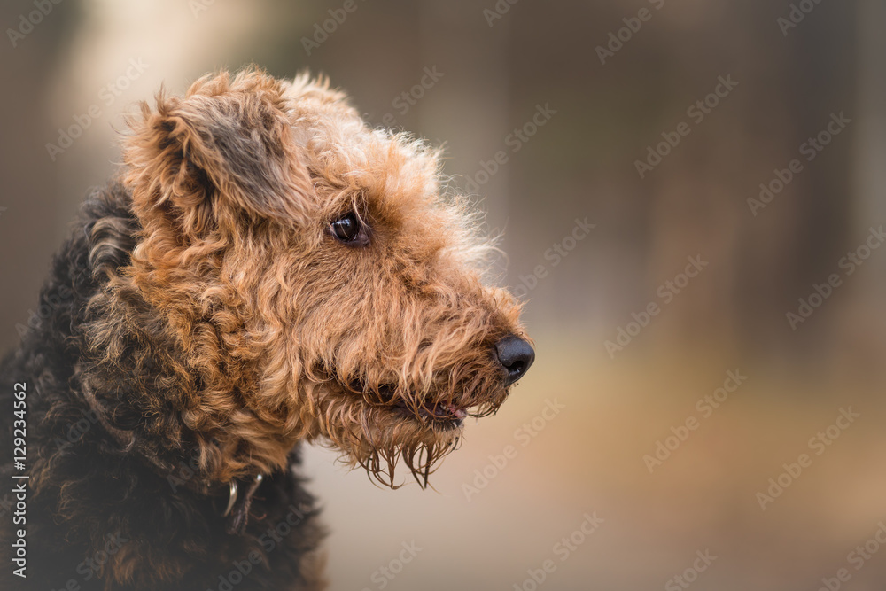 Airedale Terrier in the forest portrait