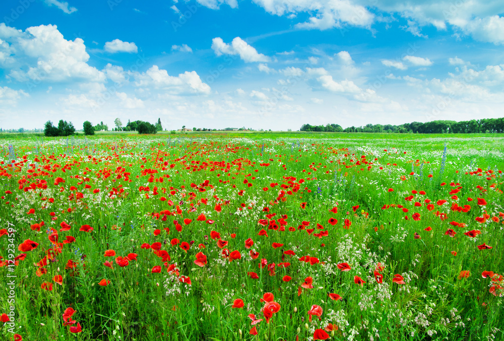 Field of bright red corn poppy flowers in summer