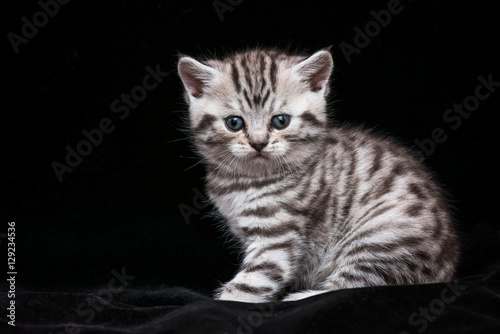 Fototapeta Naklejka Na Ścianę i Meble -  scottish cat kitten on black  background