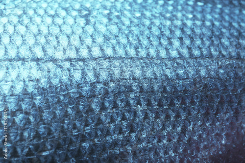 Fish scale, closeup