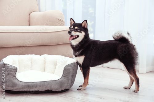 Cute little Shiba Inu dog standing near pet bed at home