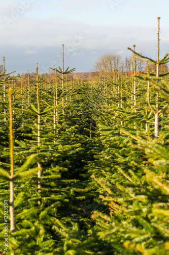 Weihnachtsbäume auf einer Plantage photo