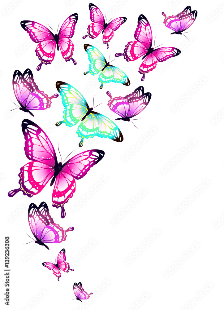 color butterflies,isolated on a white