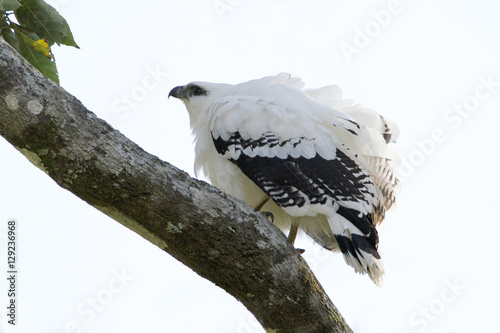 White Hawk photo