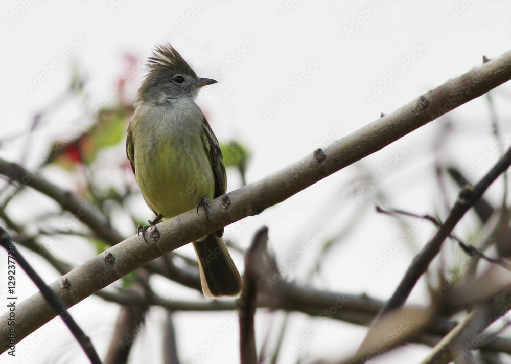 Fototapeta premium yellow-bellied elaenia (Elaenia flavogaster)