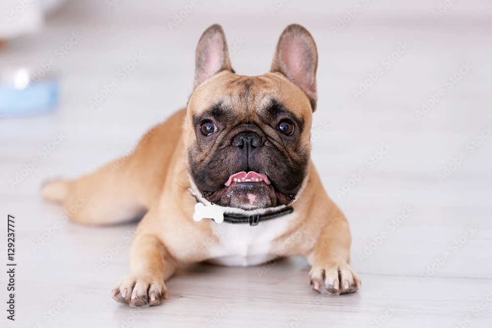 Cute dog lying on floor Cute dog lying on floor
