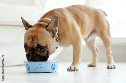 Fototapeta Naklejka Na Ścianę i Meble -  Cute dog eating food