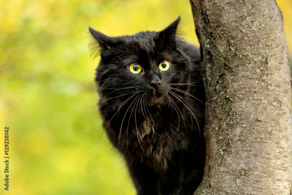 Cute black cat on tree in park