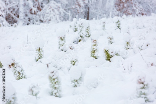 Small pine trees under snow.