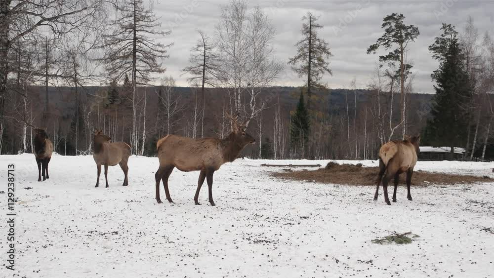 deer walking in winter forest deer walking in winter forest