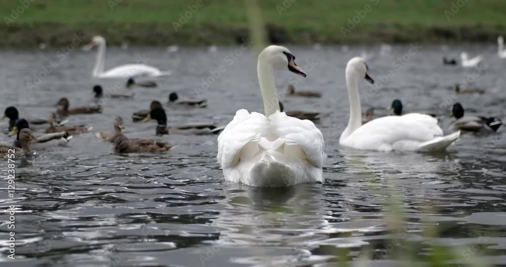 Group of Birds, White Swan and Wild Ducks Feeding in the Rier Group of Birds, White Swan and Wild Ducks Feeding in the Rier