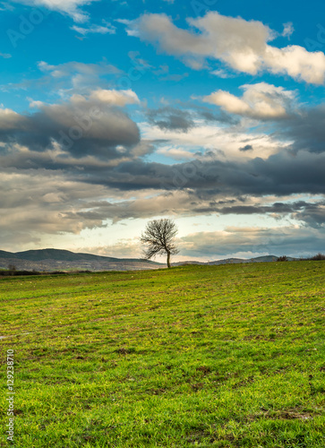 Nature Scenic Background with Lonely Tree on Green Grass under t