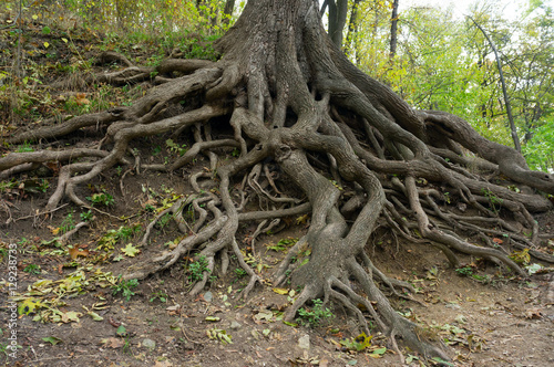 Roots of the old giant oak