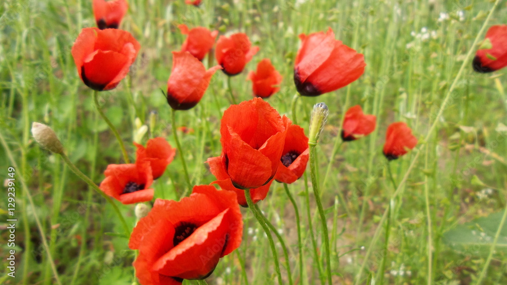 Obraz premium Red poppies