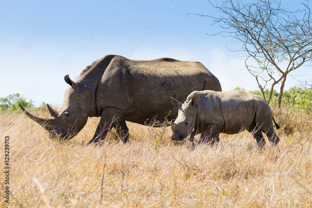 Obraz premium White rhinoceros with puppy, South Africa