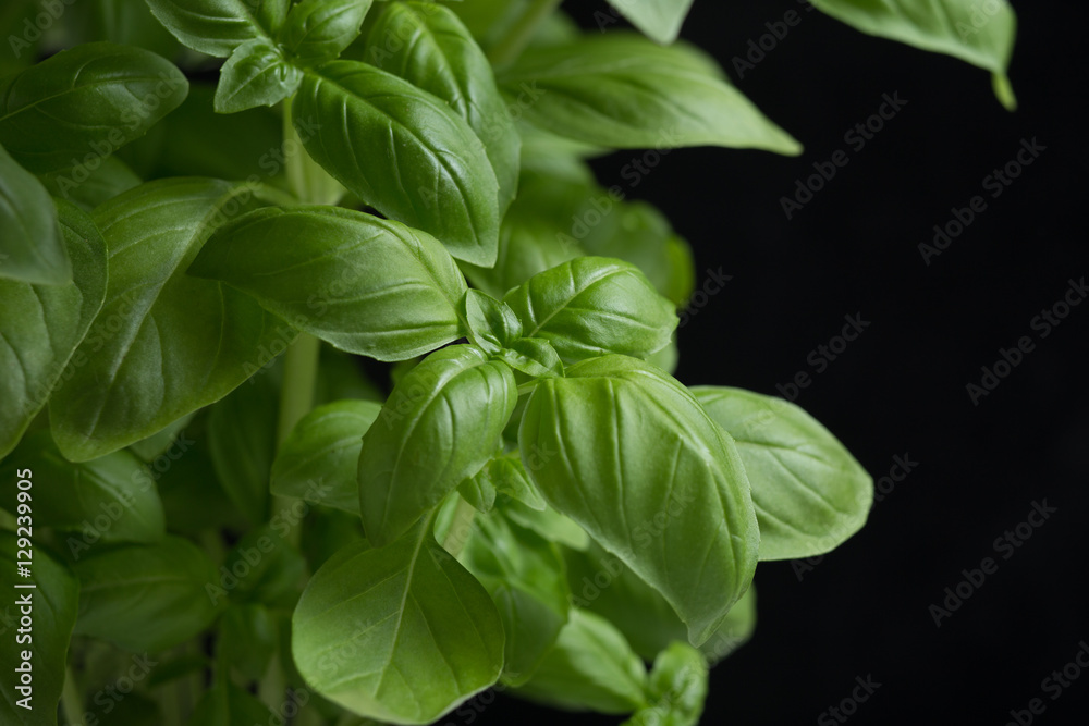 Basil leafs on the dark background. Green leaves closeup. Aromatic ingredient in culinary, raw for beverage and dishes. Traditional Italy spice for pasta, pizza, salads. Macro. 