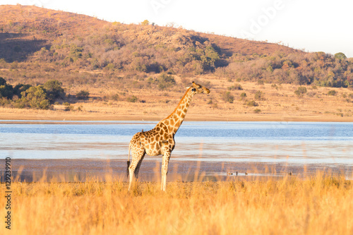 Giraffe from South Africa  Pilanesberg National Park. Africa