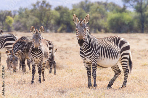 Cape mountain zebra  South Africa