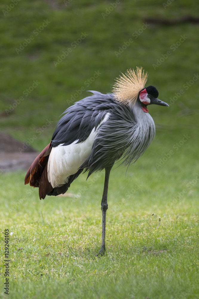 Fototapeta premium Grey Crowned Crane
