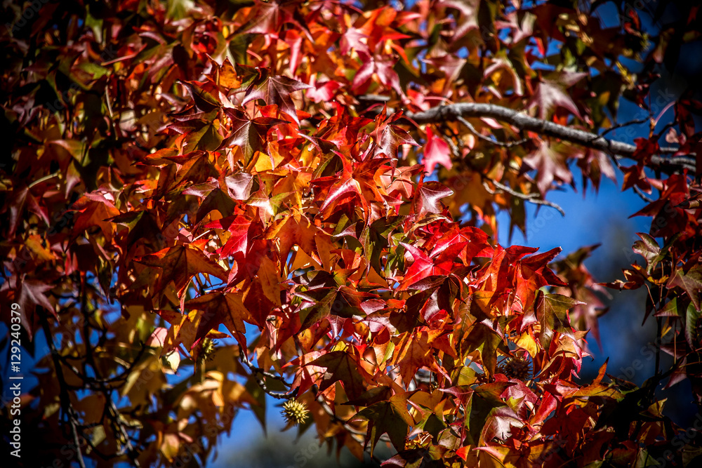 Fall Leaves