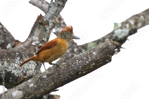 Barred Antshrike (Thamnophilus doliatus) Female photo