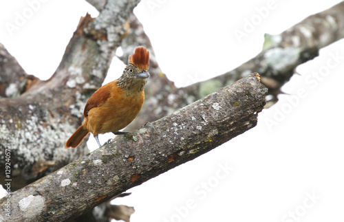 Barred Antshrike (Thamnophilus doliatus) Female photo