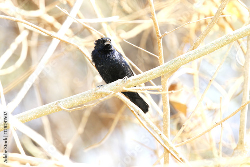 Blue-black Grassquit (Volatinia jacarina) male photo