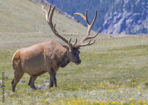 Elk - Rocky Mountains National Park