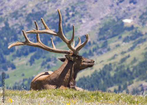 Elk - Rocky Mountains National Park