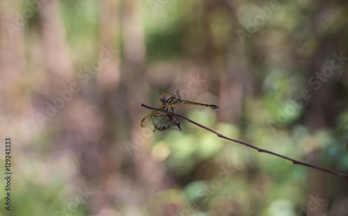 Dragonflies of Thailand