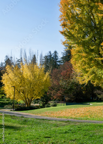 Ginkgo trees in the fall at the UC Davis Arboretum, city of Davis, California, USA, vertical