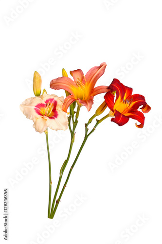 Stems of three different daylily flowers isolated