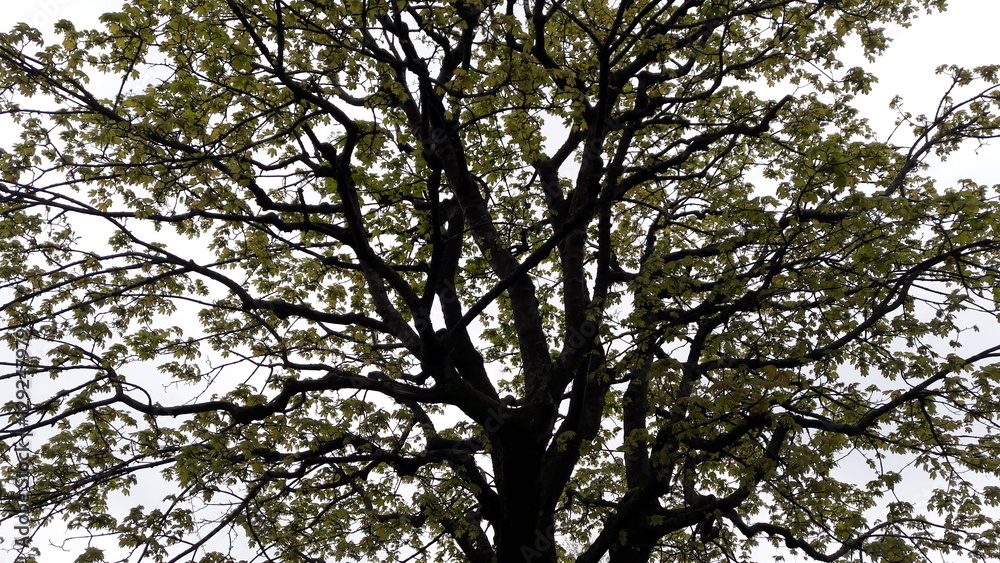 Trees Trees