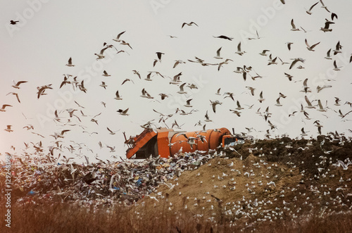 Garbage truck on a landfill with seagulls 
