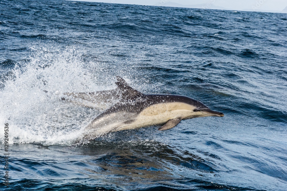 Naklejka premium Dolphin, swimming in the ocean and hunting for fish. Dolphins swim and jumping from the water. The Long-beaked common dolphin (scientific name: Delphinus capensis)