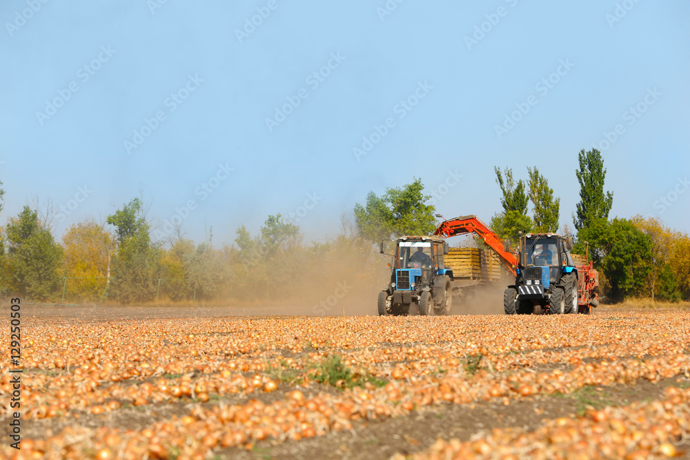 Obraz premium Onion harvesting with modern agricultural equipment in field