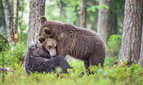 The Cubs of Brown bears (Ursus Arctos Arctos) playfully fighting, The summer forest. Natural green Background