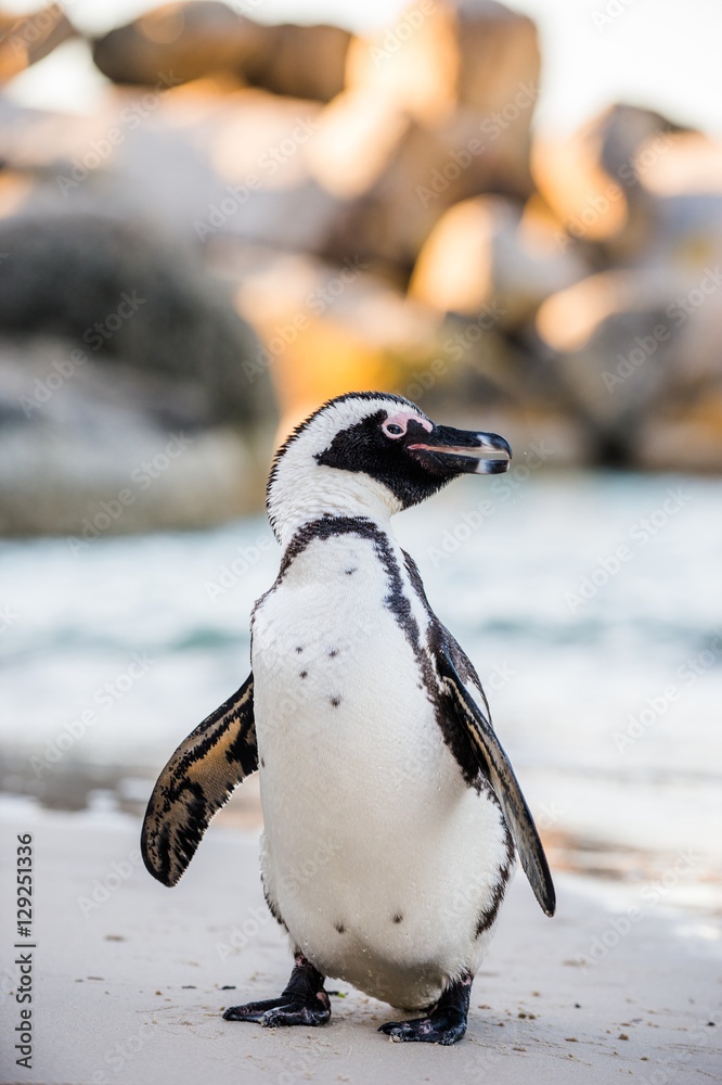 Tissu par mètre avec African penguin walk out of the ocean on the sandy beach. African penguin ( Spheniscus demersus) also known as the jackass penguin and black-footed penguin. Boulders colony. South Africa #129251336