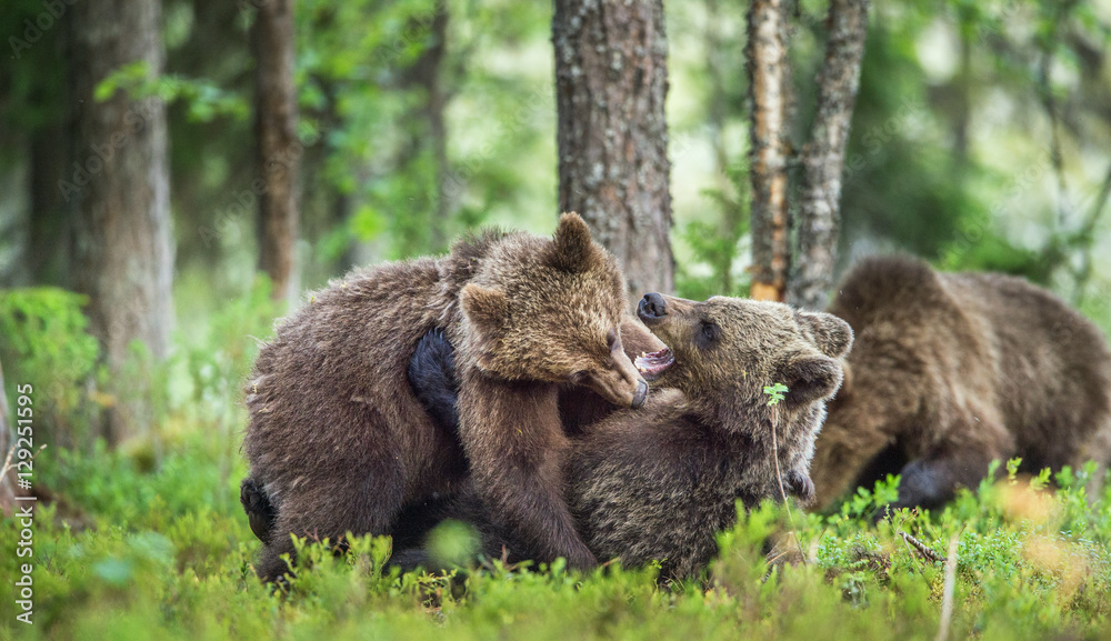 The Cubs of Brown bears (Ursus Arctos Arctos) playfully fighting, The summer forest. Natural green Background The Cubs of Brown bears (Ursus Arctos Arctos) playfully fighting, The summer forest. Natural green Background