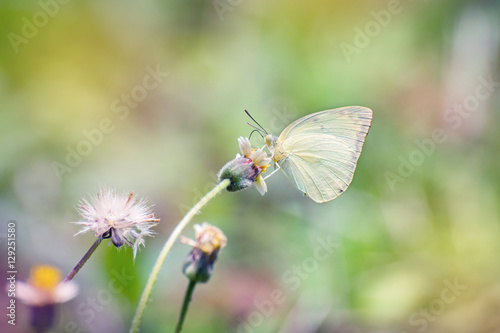 beautiful butterfly on flower © differpp