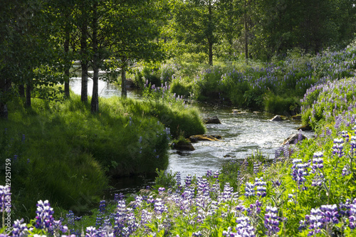 Little river surrounded by trees, grass and lupines near Rejkjavik, Iceland photo