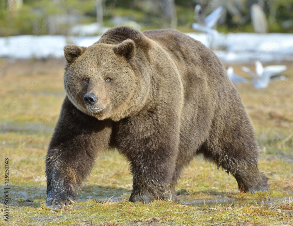 Brown Bear (Ursus arctos) in spring forest. Brown Bear (Ursus arctos) in spring forest.