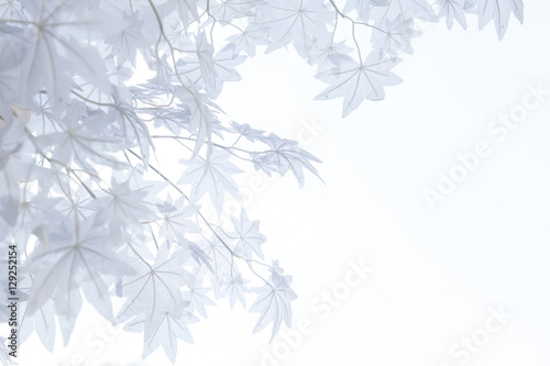 White maple leaves and branch with bright sky | outdoor landscape background © ammij