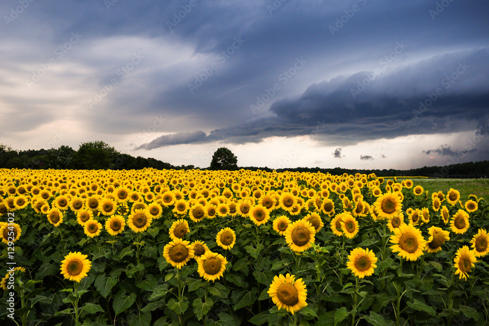 Fototapeta premium Sunflower in field with Thunderstorms