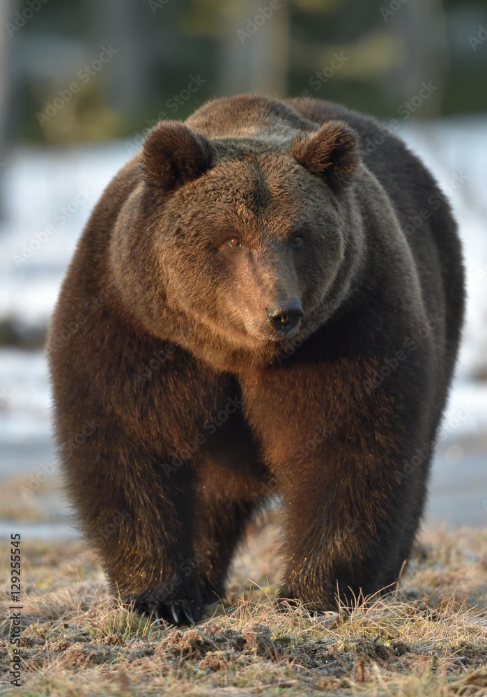 Dominant male of Brown Bear (Ursus arctos) in sunset light  on the swamp in spring forest.