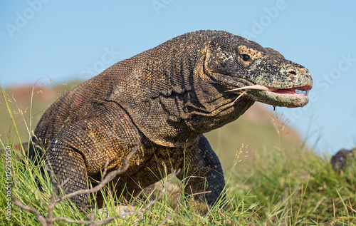 The Komodo dragon (Varanus komodoensis) with an open mouth. It is the biggest living lizard in the world, Indonesia. Rinca island