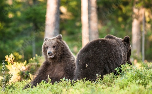 Cubs of Brown bear (Ursus Arctos Arctos) in the summer forest. Natural green Background