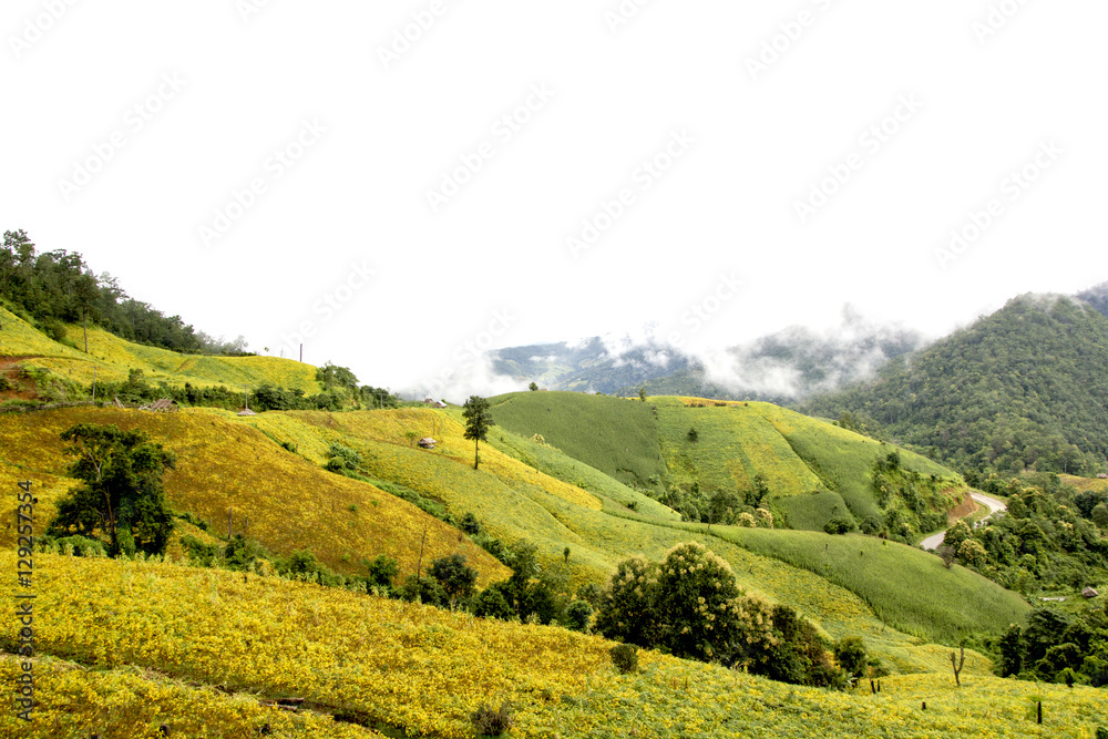 Fototapeta premium fields soy bean